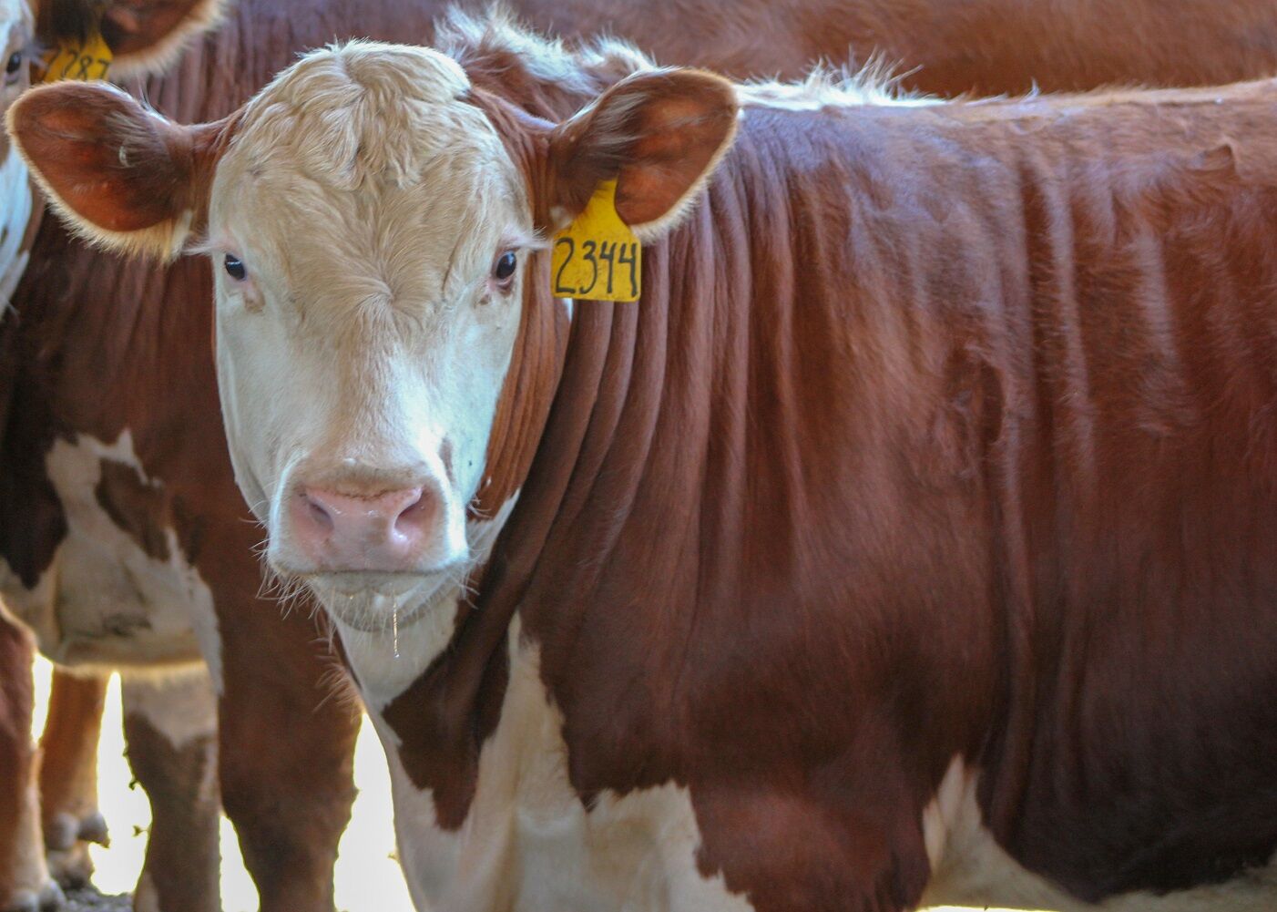 FL Single Red Steer